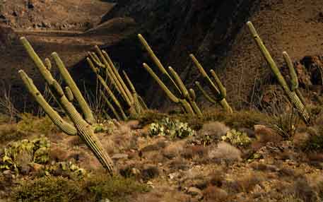 Saguaros at Perry Mesa (Agua Fria National Monument), Arizona