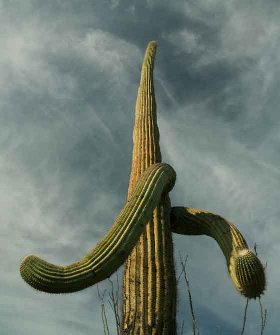 Saguaro cactus in the Tucson Mts. (Sagauro National Park West), Arizona