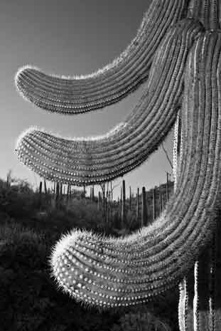 Sagauro Cactus in the Tucson Mts. (Sagauro National Park West), Arizona