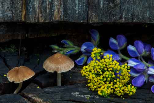 Wildflowers, mushrooms and such in the San Francisco Peaks of northern Arizona