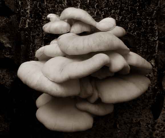 Wild mushroom-like fungus growing on a tree in the San Francisco Peaks of northern Arizona