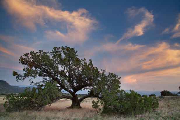 Juniper tree in the Sierra Ancha, Arizona