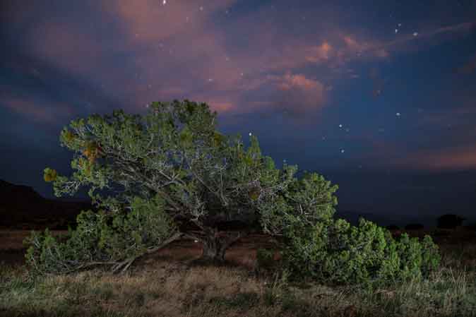 Juniper tree at sunset in the Sierra Ancha, Arizona