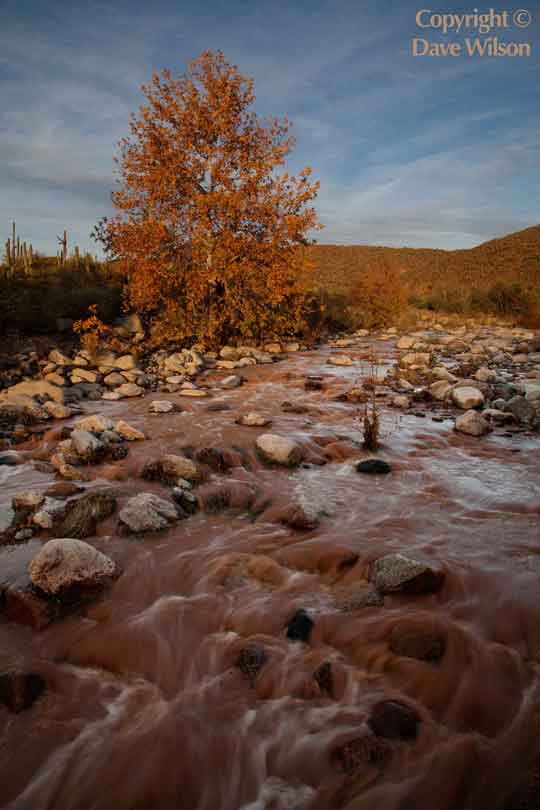 Autumn at Sycamore Creek in the Mazatzal Mts. of Arizona