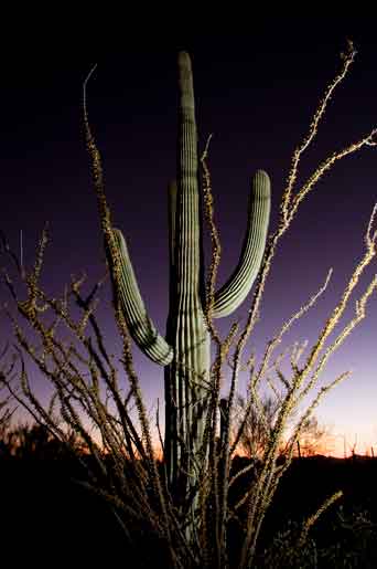 Saguaro cactus and ocotillo in the Tucson Mts. (Sagauro National Park West), Arizona