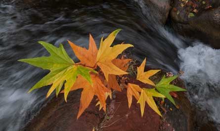 Autumn foliage at West Clear Creek, Arizona