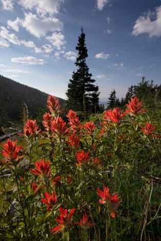 Wildflowers (Indian Paintbrush) at the top of the Abineau-Bear Jaw Loop Trail in the San Francisco Peaks, Arizona.