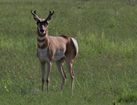 Pronghorn antelope at Apache Maid Mt. on the Coconino National Forest, Arizona