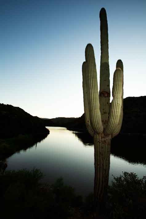 Saguaro cactus at Apache Lake, Arizona