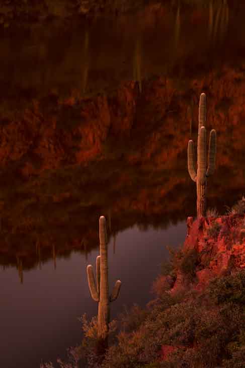 Saguraro cactus at Apache Lake in the Arizona desert