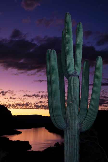 Saguaro cactus at twilight at Apache Lake in the Arizona desert