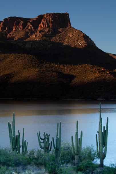 Saguaro cactus and rugged mountains at Apache Lake in the Arizona desert 