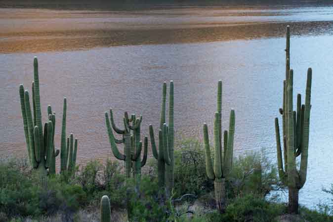 Saguaro cactus at Apache Lake in the Arizona desert