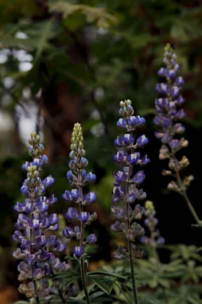 Lupines among oak trees in the spring at the foot of Apache Maid Mt. on the Coconino National Forest, Arizona.