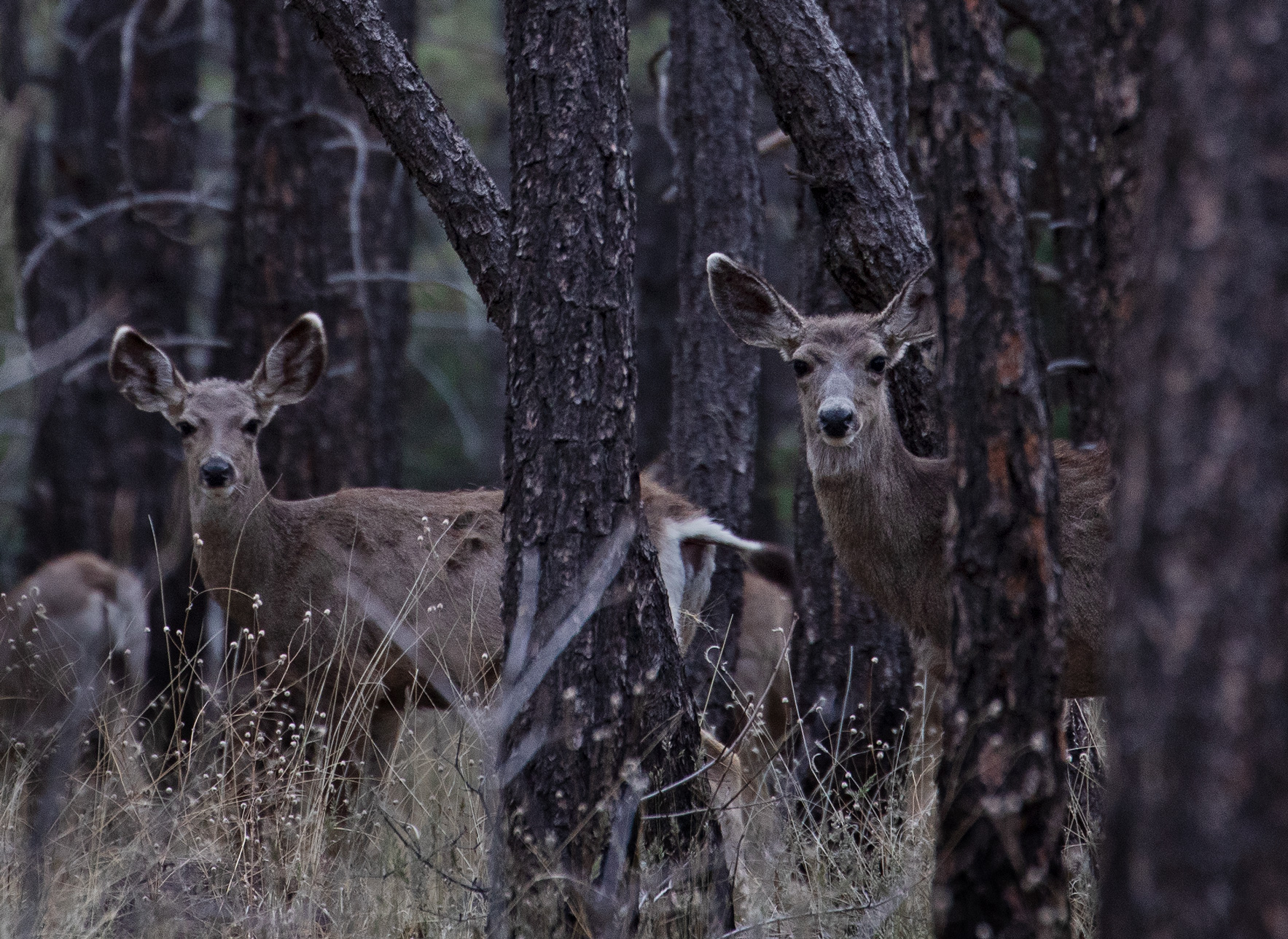 Mule deer between Stoneman Lake and Apache Maid Mt., Arizona
