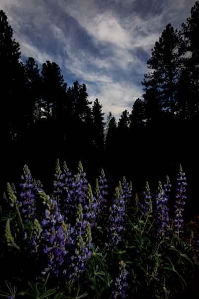 Lupines at the foot of Apache Maid Mt. in central Arizona.

