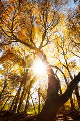 The autumn sun shines through trees along Ash Creek, central Arizona.