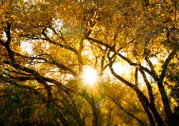 Yellow trees and the setting sun in autumn along Ash Creek, Arizona