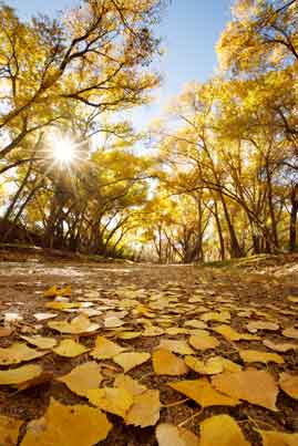 Autumn at Ash Creek, central Arizona.