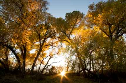 Yellow trees and the setting sun in autumn along Ash Creek, Arizona