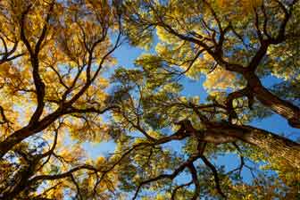 Autumn at Ash Creek, central Arizona.