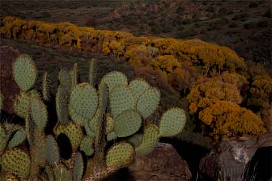 This prickly pear cactus has a lofty view of Ash Creek in central Arizona.