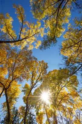 The autumn sun shines through trees along Ash Creek, central Arizona.