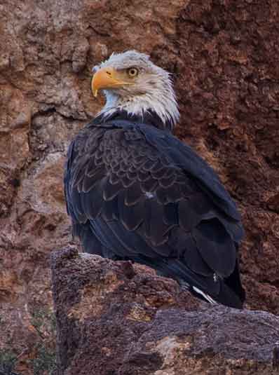 Bald Eagle at Saguaro Lake in the Arizona desert