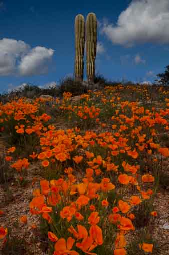 Desert wildflowers (Lupins and Poppies) near Bartlett Lake, Arizona