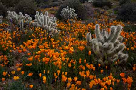 Desert wildflowers (Lupins and Poppies) near Bartlett Lake, Arizona