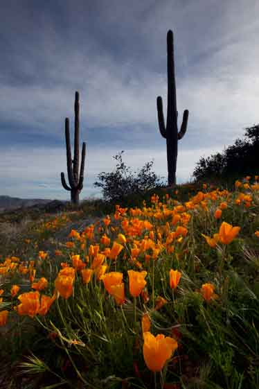 Saguaros and wildflowers (Mexican Goldpoppies) in the desert near Bartlett Lake, Arizona in the spring