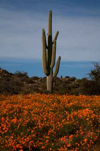 Spring wildflowers (Mexican Goldpoppies) in the desert near Bartlett Lake, Arizona