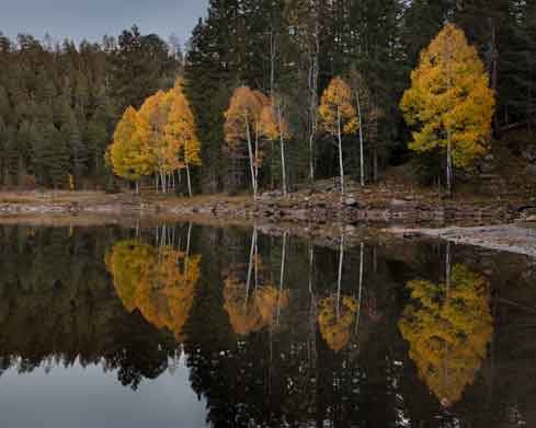 Aspen trees in autumn at Bear Canyon Lake atop the Mogollon Rim in northern Arizona