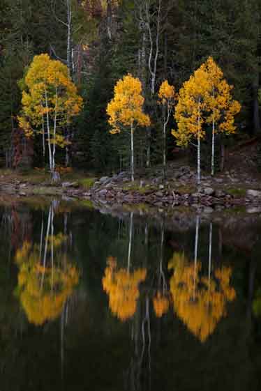 Autumn aspen trees at Bear Canyon Lake atop the Mogollon Rim in Arizona