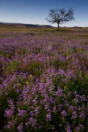 Wildflowers (Crossflowers) in the Black Hills on the Prescott National Forest, Arizona