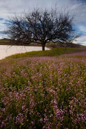 Wildflowers in the Black Hills, Arizona