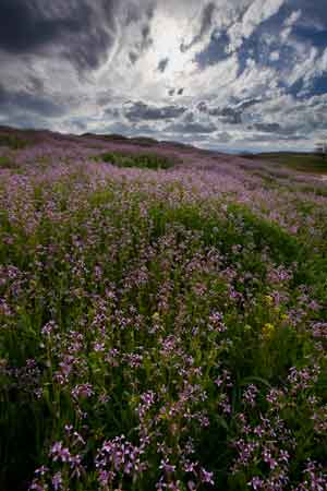 Wildflowers in the Black Hills of Arizona