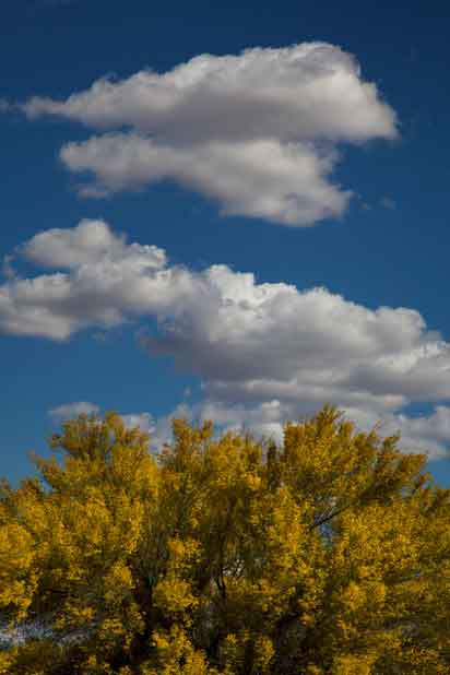 Blooming Palo Verde tree in spring along Bogard Wash in the Durham Hills of southern Arizona.