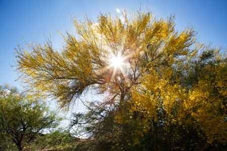 Blooming Palo Verde tree in spring along Bogard Wash in the Durham Hills in the southern Arizona desert.