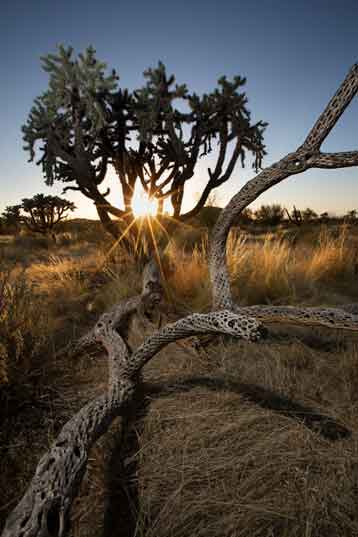Cholla cactus at sunset along Bogard Wash on the west side of the Durham Hills in the southern Arizona desert.
