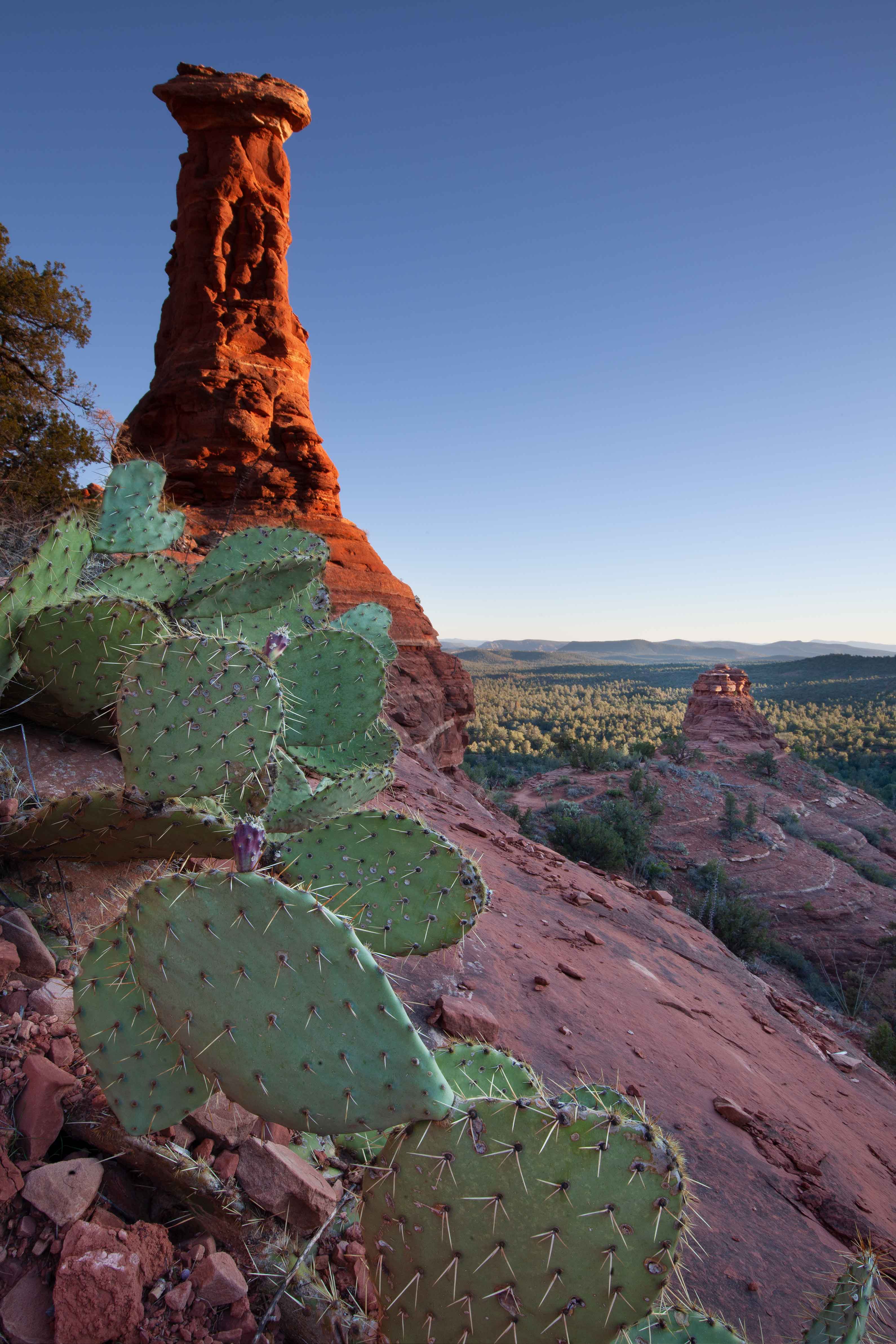 The Kachina Woman rock formation looms over pricky pear cactus at Boynton Canyon near Sedona, Arizona