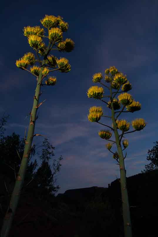 Century Plants in Boynton Canyon on the Coconino National Forest, Arizona (northwest of Sedona)