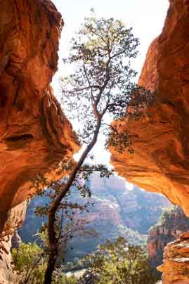 A tree grows in an alcove high in Boynton Canyton, Arizona (part of the red-rock country in the Sedona region)