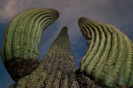 Saguaro cactus in the Mazatzal Mts. of Arizona