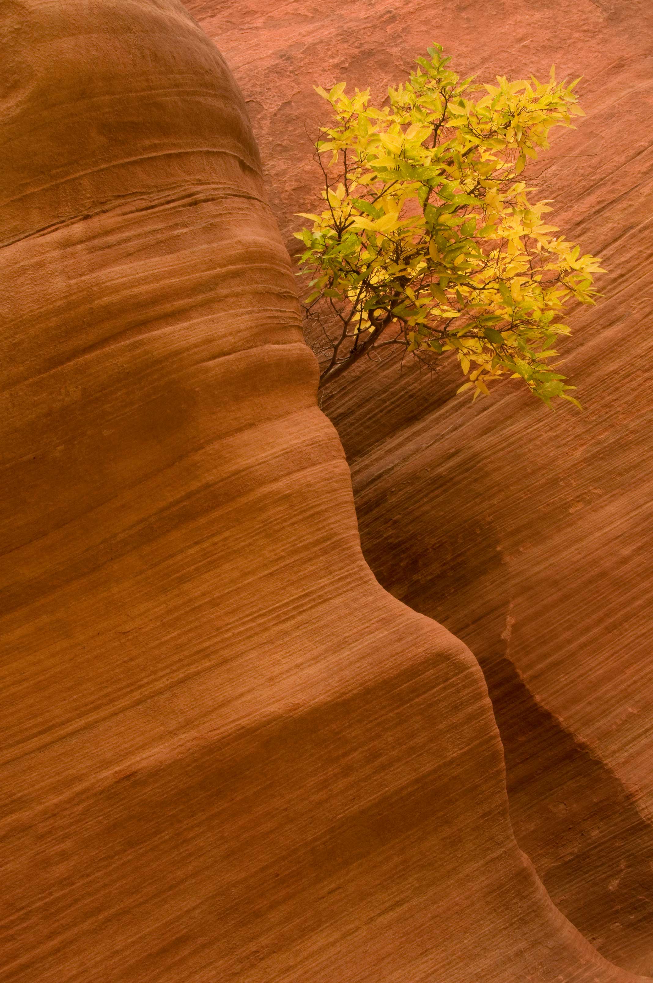 Buckskin Gulch slot canyon in Utah with a young tree growing in the sandstone