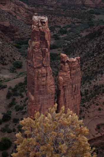 Spider Rock and a small pine tree at Canyon de Chelly on the Navajo Reservation in northern Arizona.