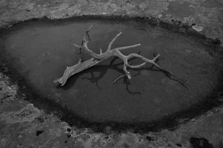Juniper branch in a puddle in the sandtone at Canyon de Chelly, Arizona.