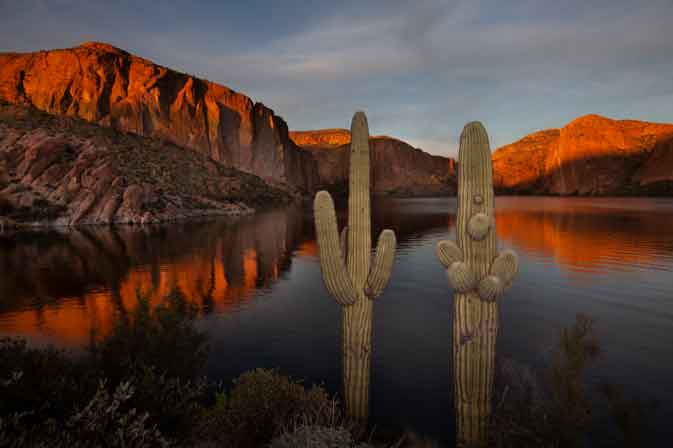 Saguaro cactus at Canyon Lake in the Arizona desert