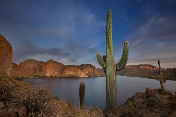 Saguaro cactus at Canyon Lake, Arizona