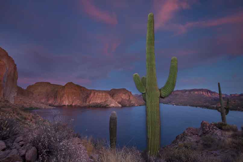 Saguaro cactus at Canyon Lake, Arizona